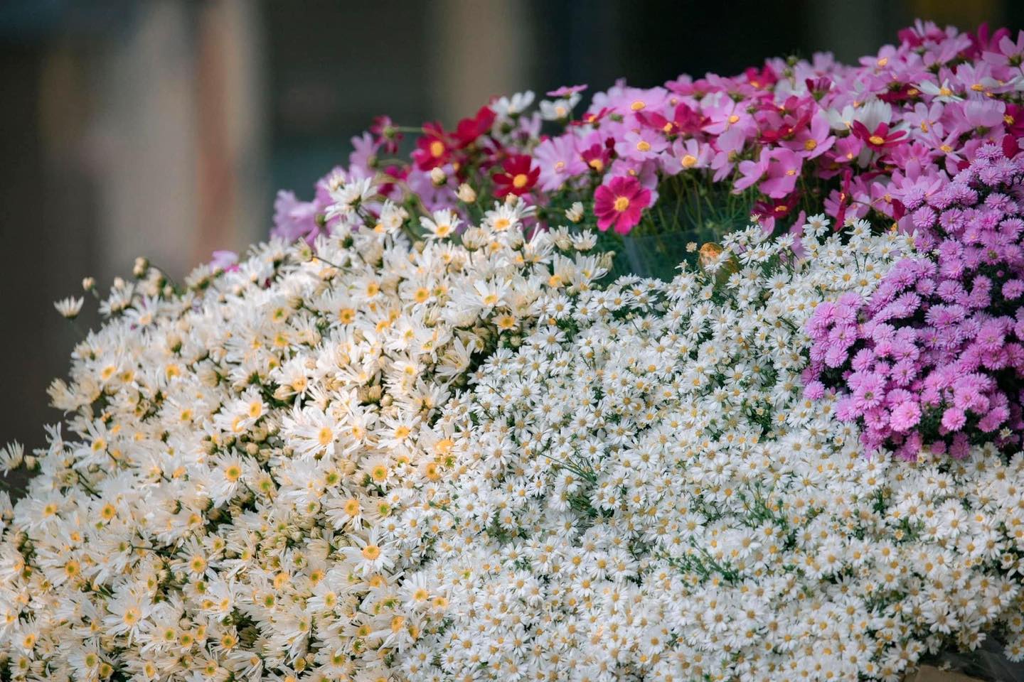 Định vị ngay top 8 vườn cúc hoạ mi đẹp nhất Hà Nội Định vị ngay top 8 vườn cúc hoạ mi đẹp nhất Hà Nội